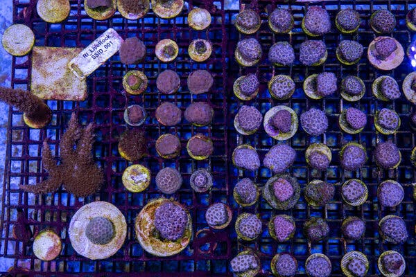 Dozens of stony corals in a tank, seen from directly above. They look something like purple cauliflowers. 